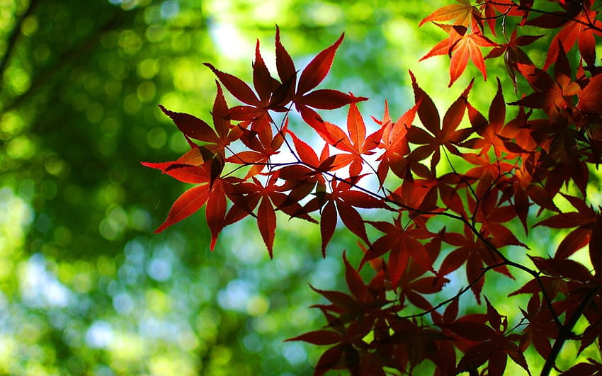 Japanese Maple Tree Leaves – graphy on Inspirationde HD wallpaper