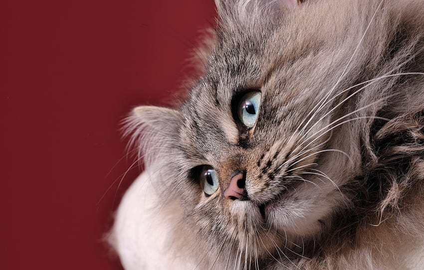 look, background, muzzle, Siberian cat , section кошки HD wallpaper