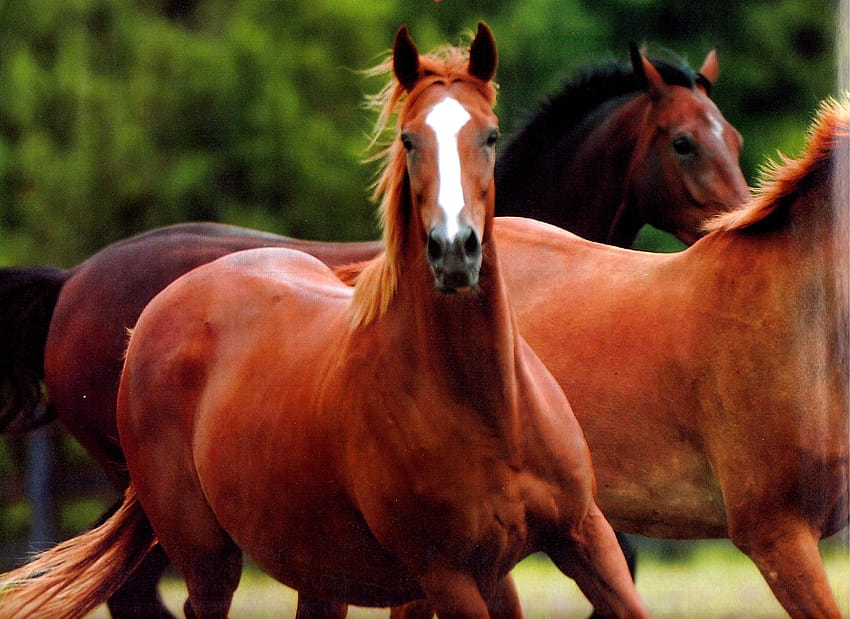 Iphone Red Horse, kuda kastanye Wallpaper HD