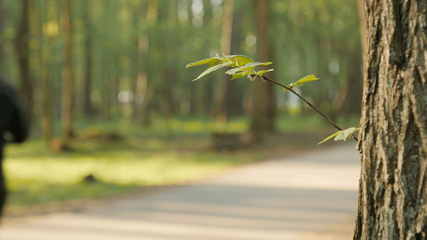 Blurred backgrounds of people activities in park with bokeh, spring, park background HD wallpaper