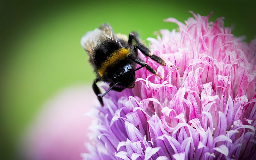 3363298 Bee, Clover, Flower, Pollination and, bee pollinator pink flower HD wallpaper