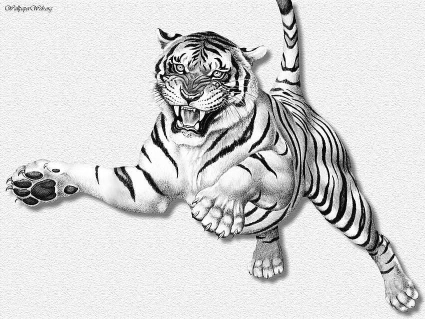 Tiger drawing, Tiger ...in.pinterest HD wallpaper