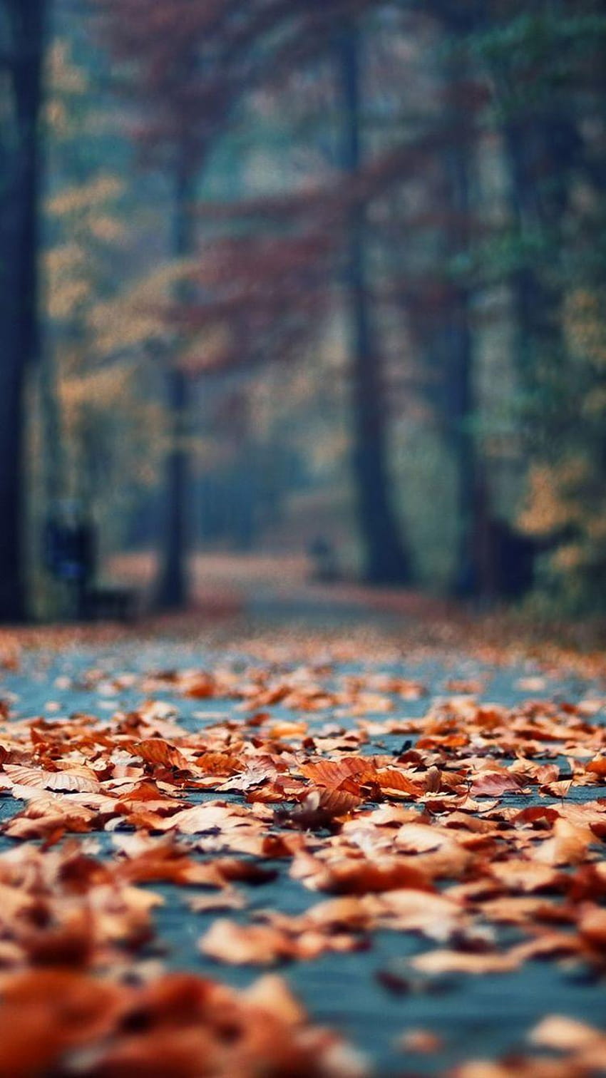 秋のさびた葉公園路地iPhone 6、審美的な秋 HD電話の壁紙