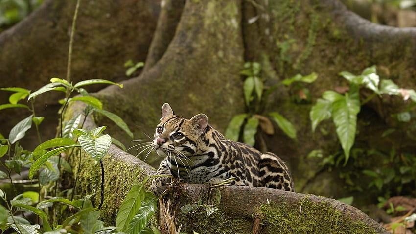 Tiere, Amazonas, Regenwald, Ozelots, Ecuador, Amazonaswald Brasilien HD-Hintergrundbild