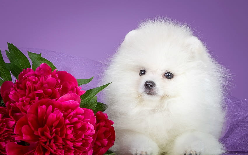 słodki pies,pies,ssak,kręgowce,psowate,rasy psów, psy w kwiatach Tapeta HD