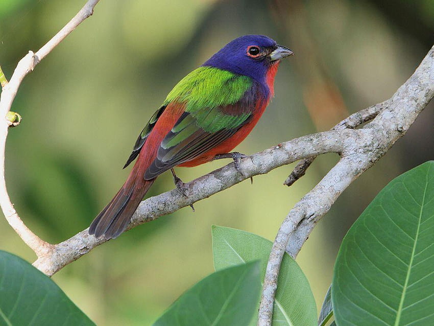 Top 10 Most Beautiful Birds In The World, painted bunting HD wallpaper