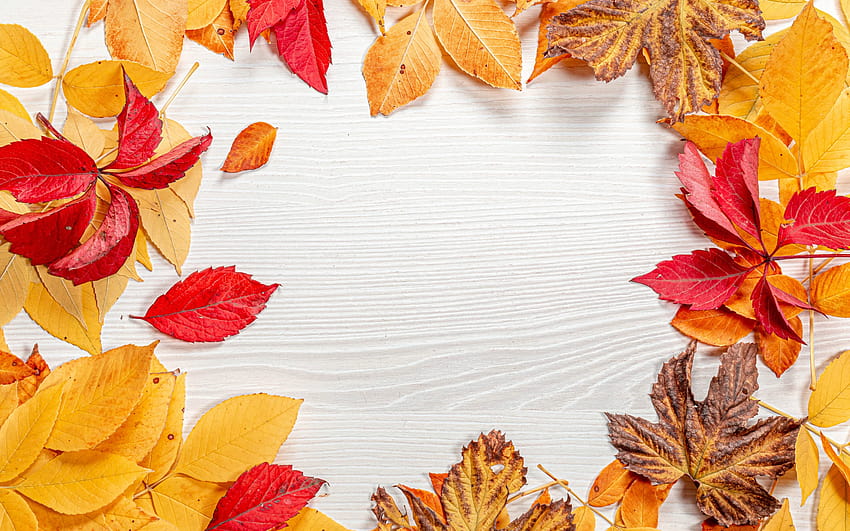 bingkai musim gugur, bingkai daun kuning, latar belakang kayu putih, musim gugur, bingkai alami, daun musim gugur dengan resolusi 2880x1800. Kualitas tinggi, bingkai Wallpaper HD