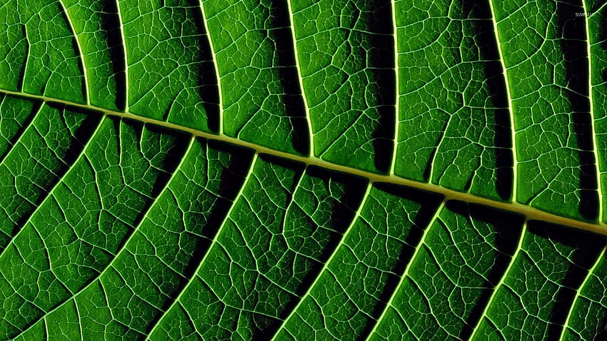 Leaf veins HD wallpaper