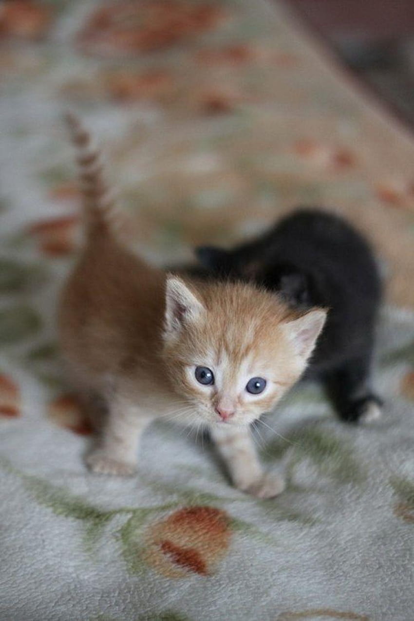 Pin on Cute Kitties, newborn kittens HD phone wallpaper