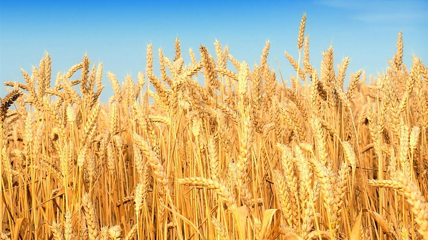 S.64, Cool Wheat , ästhetische Körnung HD-Hintergrundbild