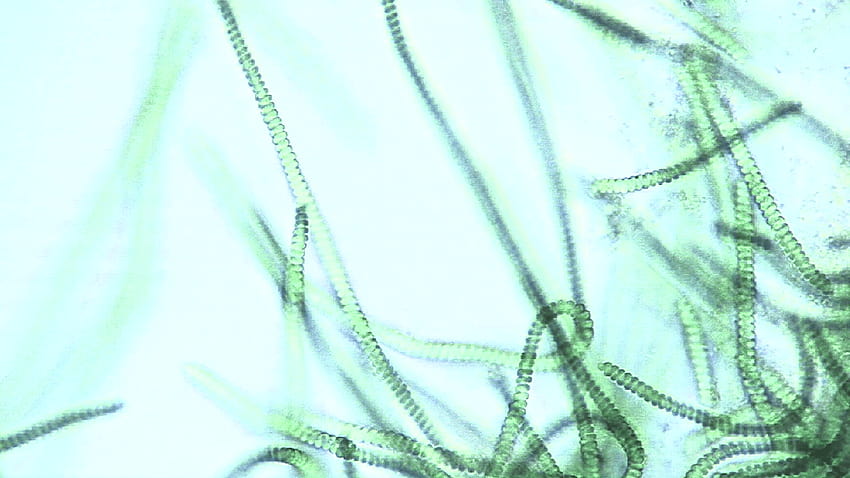 Widok mikroskopowy Spirulina sp. niebiesko-zielone algi, gdy obracają się i poruszają łańcuchami komórkowymi, gatunki niebiesko-zielonych alg sinicowych. Zapas, sinica Tapeta HD