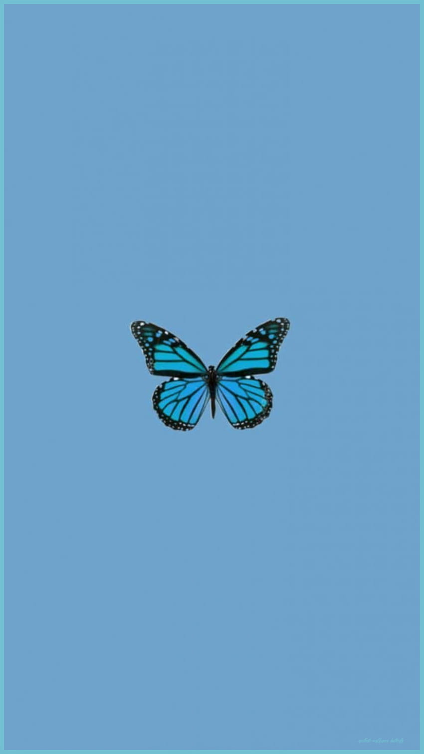 Butterfly Aesthetic Hintergrundbild HD phone wallpaper
