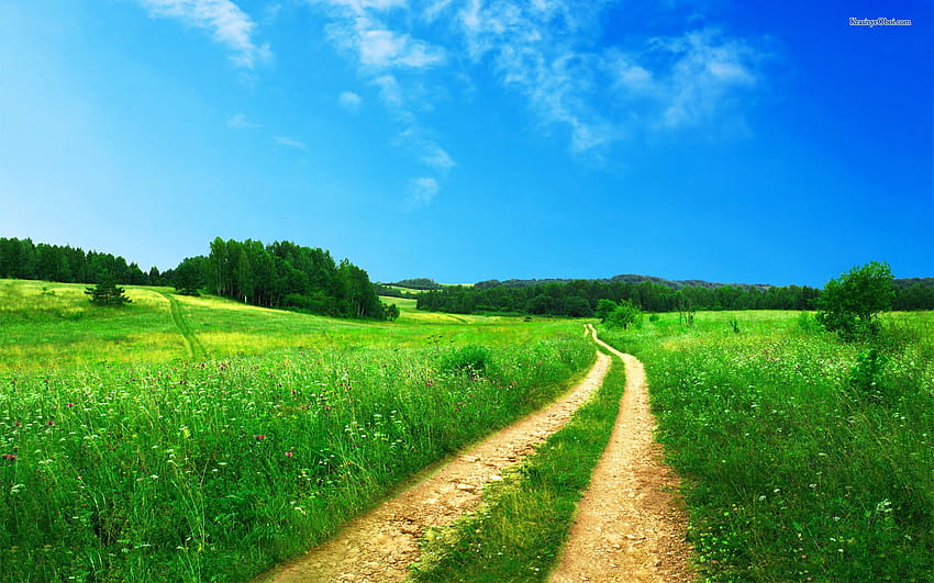 The road of summer meadows 2560x1600 HD wallpaper