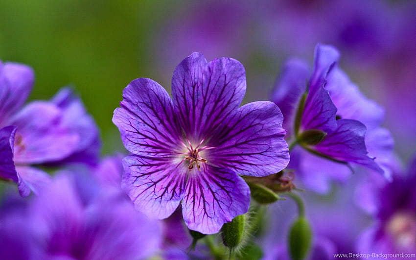 Violet Flower, voilet flower amoled HD wallpaper