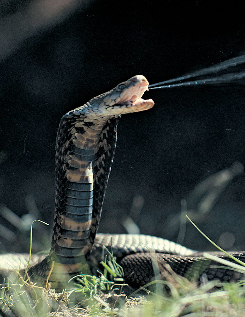 Serpent, cobra cracheur Fond d'écran de téléphone HD