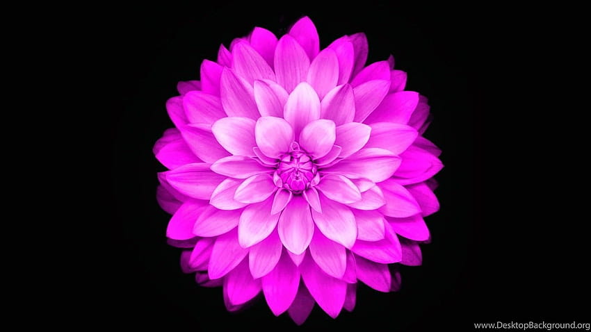 Flower For Iphone 6 8.jpg Backgrounds HD wallpaper | Pxfuel