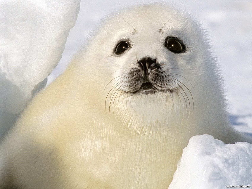 Harp Seal, cute seal HD wallpaper
