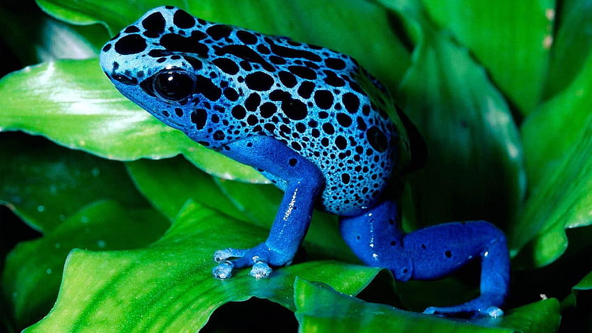 Poison dart frog and Backgrounds HD wallpaper