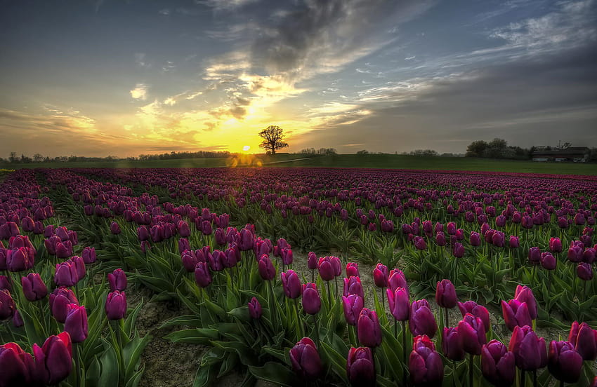 Nature blue sky filed flower field flowers landscape meadow que Denmark plant Purple Tulips sky sunset tulip field tulips, tulips field at sunset HD wallpaper