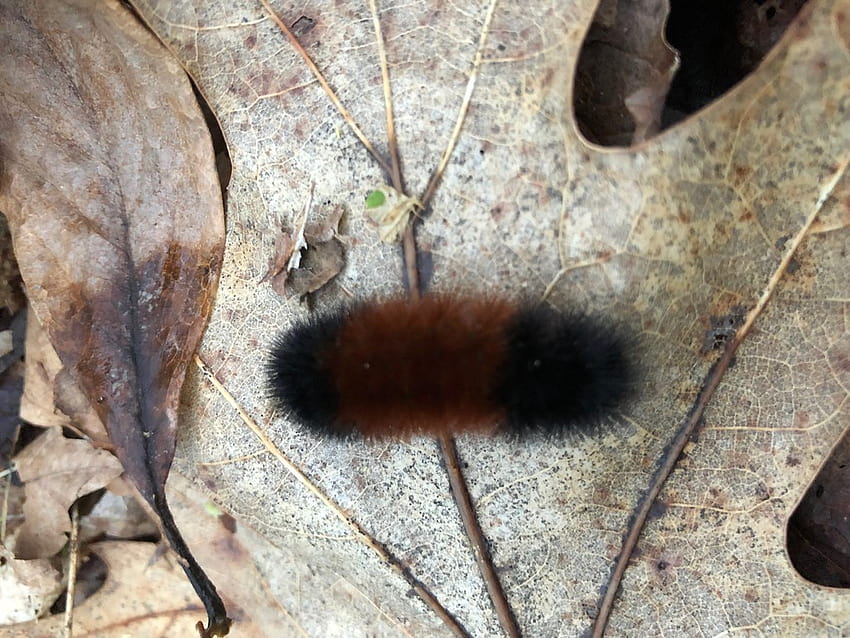 banded woolly bear, the caterpillar of Pyrrharctia isabell… HD wallpaper