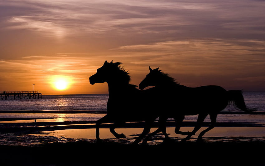 Cavalli che corrono sulla spiaggia al tramonto wwwimgkidcom [1680x1050] per il tuo , cellulare e tablet Sfondo HD