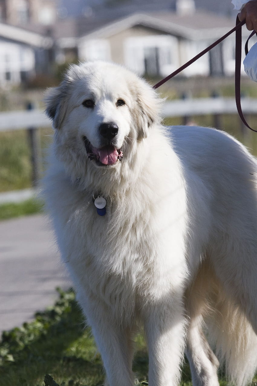 como son los perros de los pirineos