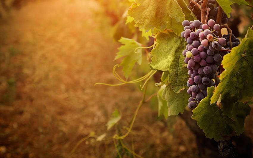 anggur,anggur,daun anggur,keluarga selentingan,buah tanpa biji,daun,Vitis,menanam,bunga,buah,musim gugur,anggur musim gugur Wallpaper HD