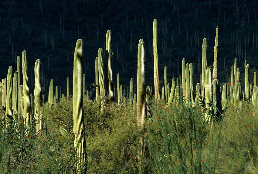 Сагуаро Етикет: Бодлив Сагуаро Зелен кактус Пустинна буря, национален парк Сагуаро HD тапет
