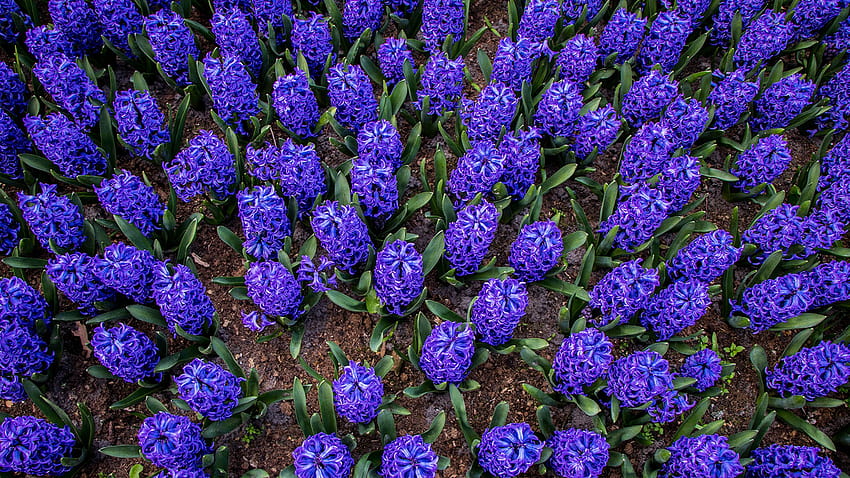 Violet Flowers Hyacinths Many 2560x1440, violet hyacinths flowers HD wallpaper
