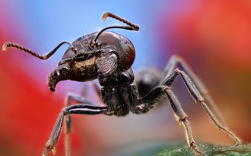 Mrówka z bliska, zwierzęca mrówka Tapeta HD