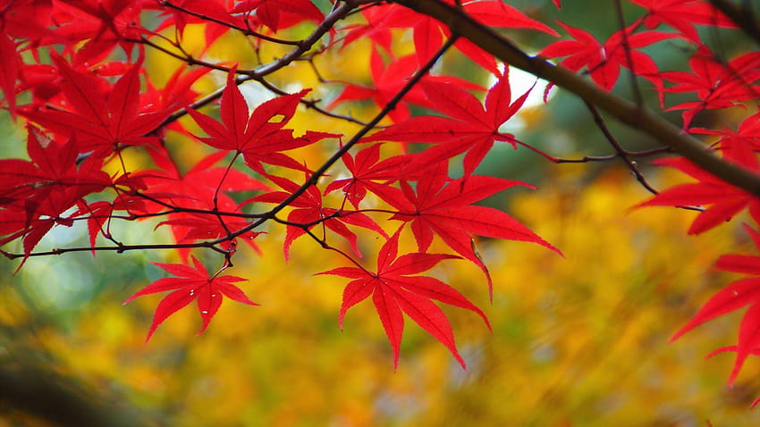 41 Fall and Backgrounds for All Your Devices, leaves autumn HD ...