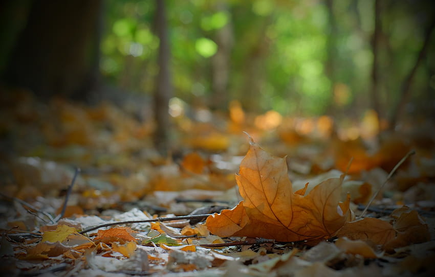 есен, берлин, есенни цветове, есен, есенни цветове , раздел природа, есенен берлин HD тапет