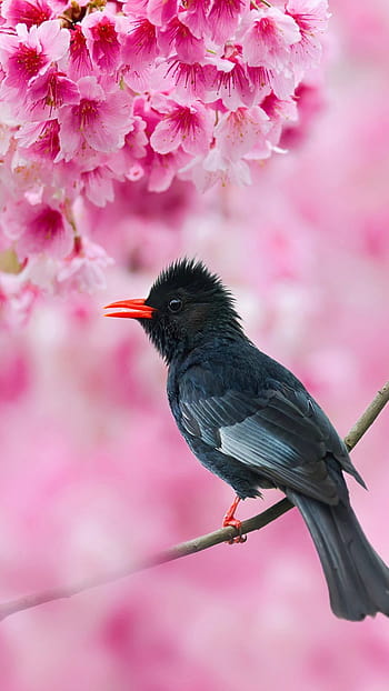 desktop wallpaper black bulbul sakura tree pink flowers pure pink flower mobile thumbnail