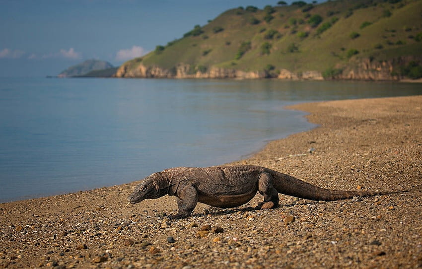 Indonesia, reptile, Komodo national Park, Komodo dragon , section ...