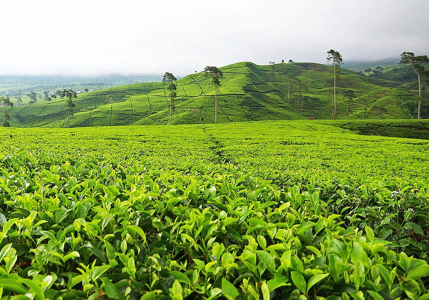 Plantação de chá, feita pelo homem, plantação de chá HQ, jardim de chá papel de parede HD