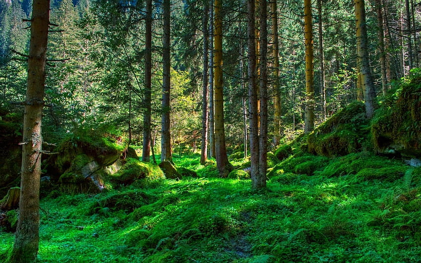 Spring Forest Landscape, spring woodlands HD wallpaper | Pxfuel