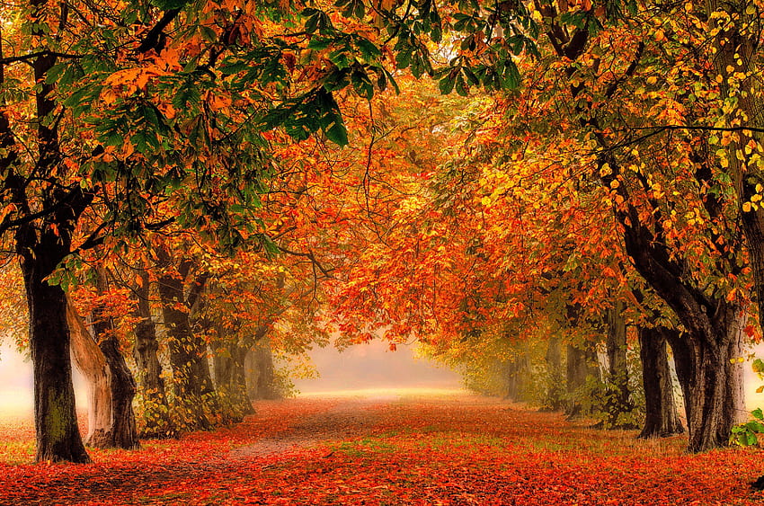Ergebnis für Herbstwaldweg HD-Hintergrundbild