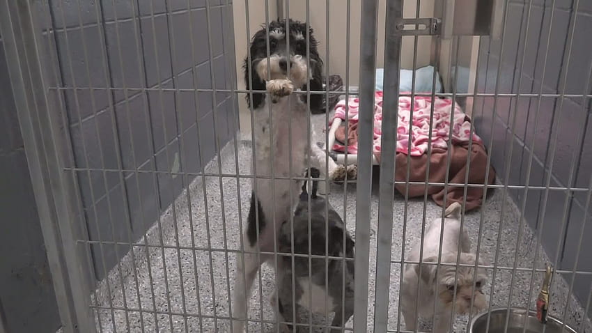 Dogs rescued from a puppy mill given a second chance at life HD wallpaper