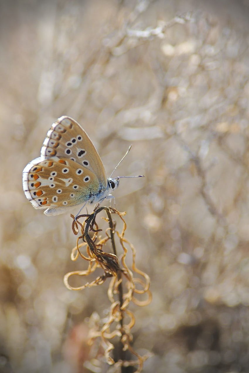кафява пеперуда, кацнала върху цвете – Пеперуда, кафява естетична пеперуда HD тапет за телефон