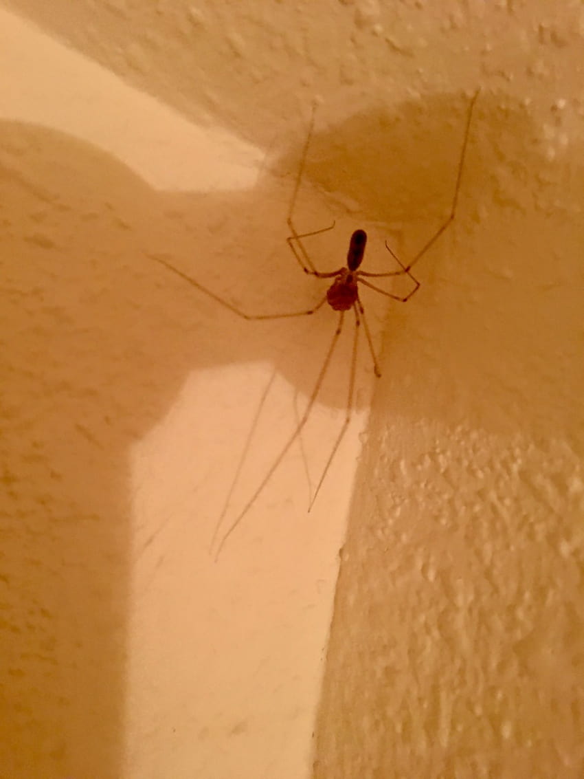 Spider Sleuthing in The San Juans - Giorno 6, mamma gambe lunghe! Sfondo del telefono HD