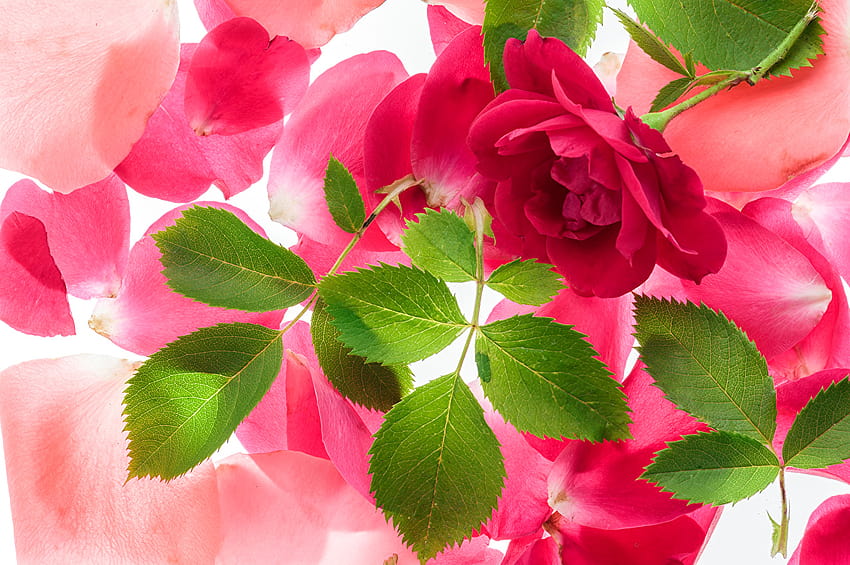 Leaf rose Pink color flower, colour rose HD wallpaper