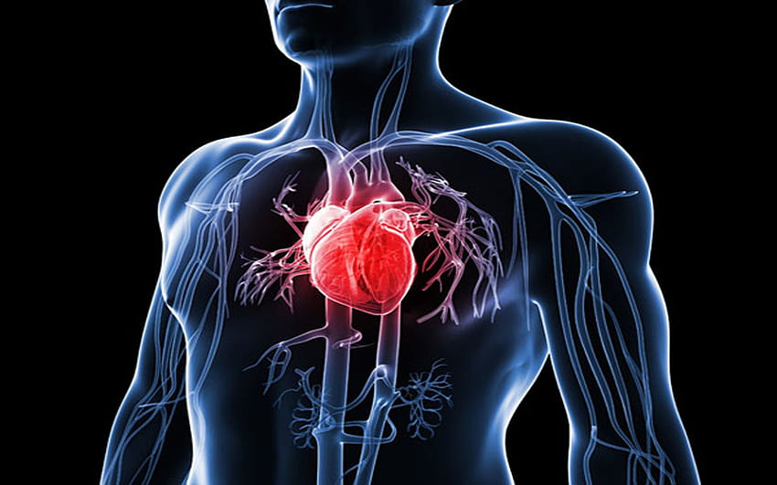 Migliori 3 malattie cardiache sull'anca, arteria Sfondo HD