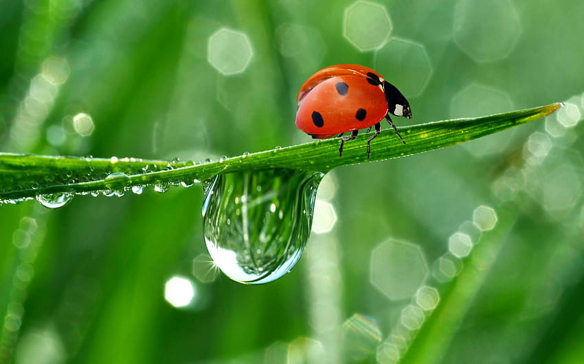 Cute Ladybug and Water Drops Full High Resolution, ladybird beetle HD wallpaper