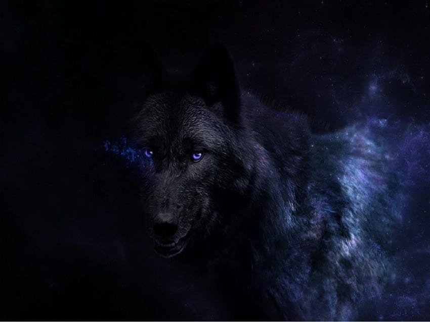 Result for wolf, black wolves HD wallpaper | Pxfuel