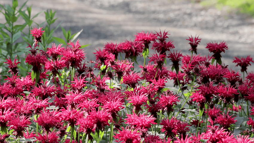 Springtime hummingbirds visiting a patch of bee balm flowers, flowers bee balm HD wallpaper