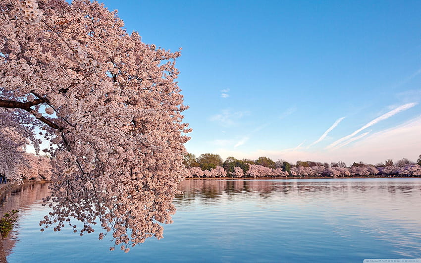 ワシントン DC の桜 : ワイドスクリーン、 高画質の壁紙