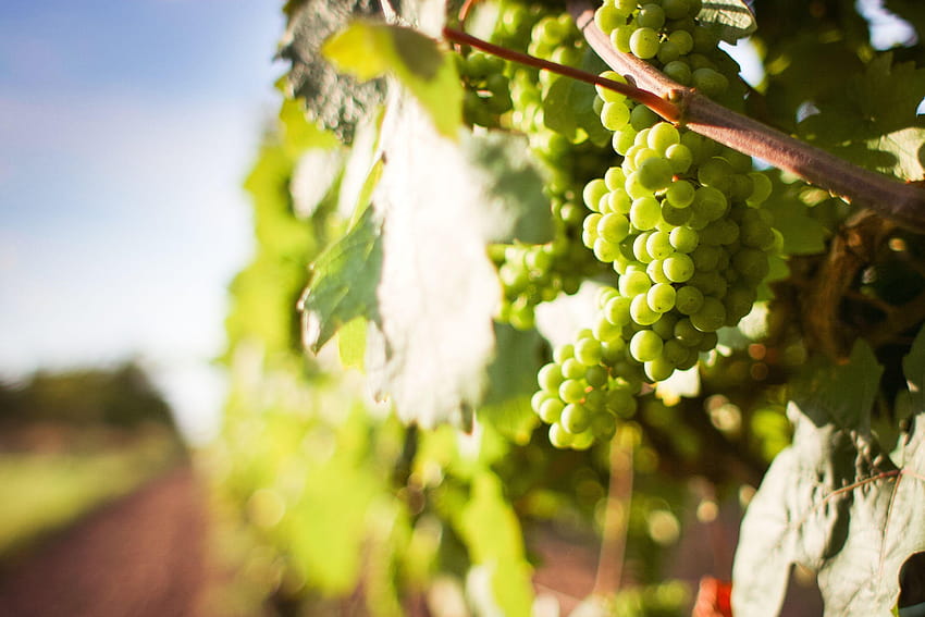 2 Engaging Grapevine, grape vineyard HD wallpaper