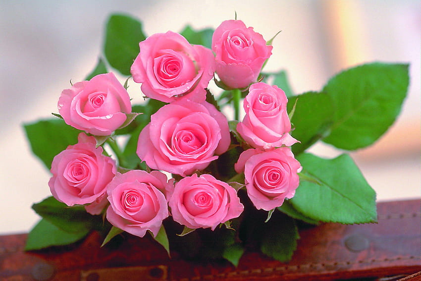 hermosas rosas flores para buenos dias, buenas noches rosa para mobail fondo de pantalla