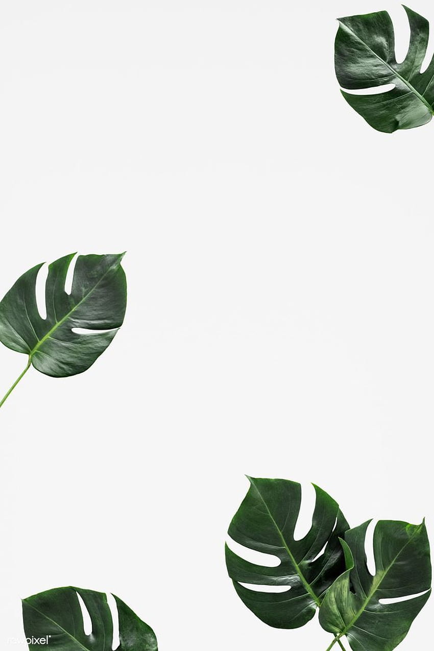 Split leaf philodendron on white backgrounds, aesthetic vintage ipad plant HD phone wallpaper