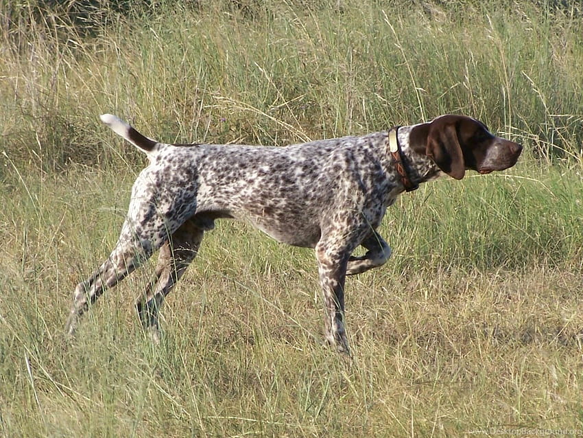 German Shorthaired Pointer Backgrounds HD wallpaper